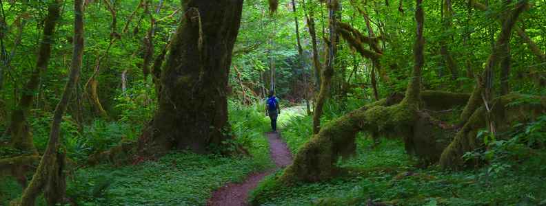Hiking Trails: Hoh River Trail, Olympic National Park