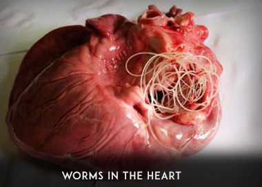 worm-in-heart